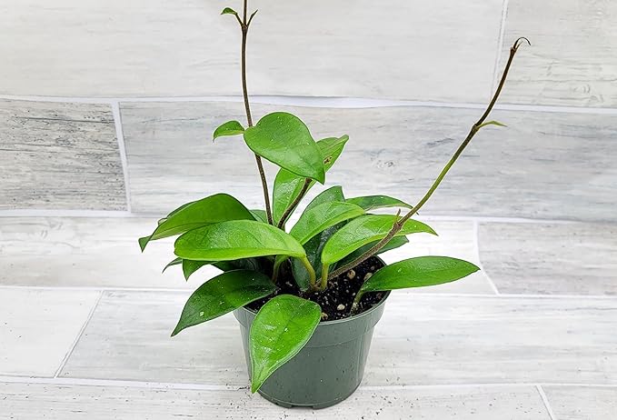 Hoya Carnosa Live in 4 inch Nursery Plant Pot Live Rare Exotic Tropical Indoor House Plants Easy to Grow Housewarming Gift Decoration Gift for Home or Office by 3exoticgreen