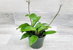 Hoya Carnosa Live in 4 inch Nursery Plant Pot Live Rare Exotic Tropical Indoor House Plants Easy to Grow Housewarming Gift Decoration Gift for Home or Office by 3exoticgreen