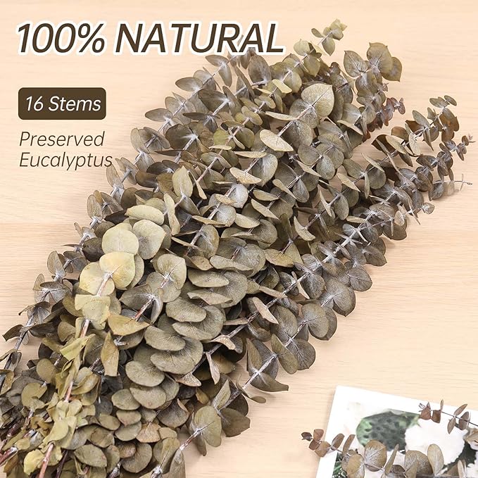 Tavkite 16 Pcs Dried Eucalyptus Stems, 17'' Natural Fresh Eucalyptus Leaves Branches Hanging for Shower, Preserved Real Plant Live for Home SPA Wall Bathroom Wedding Party Vase Decor
