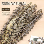 Tavkite 16 Pcs Dried Eucalyptus Stems, 17'' Natural Fresh Eucalyptus Leaves Branches Hanging for Shower, Preserved Real Plant Live for Home SPA Wall Bathroom Wedding Party Vase Decor