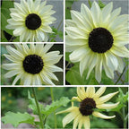 Seed Needs Sunflower Seeds for Planting Italian White Sunflowers - Heirloom & Open Pollinated Flower Seed to Plant Pale Yellow Flowering Plants in a Butterfly Garden (1 Pack)