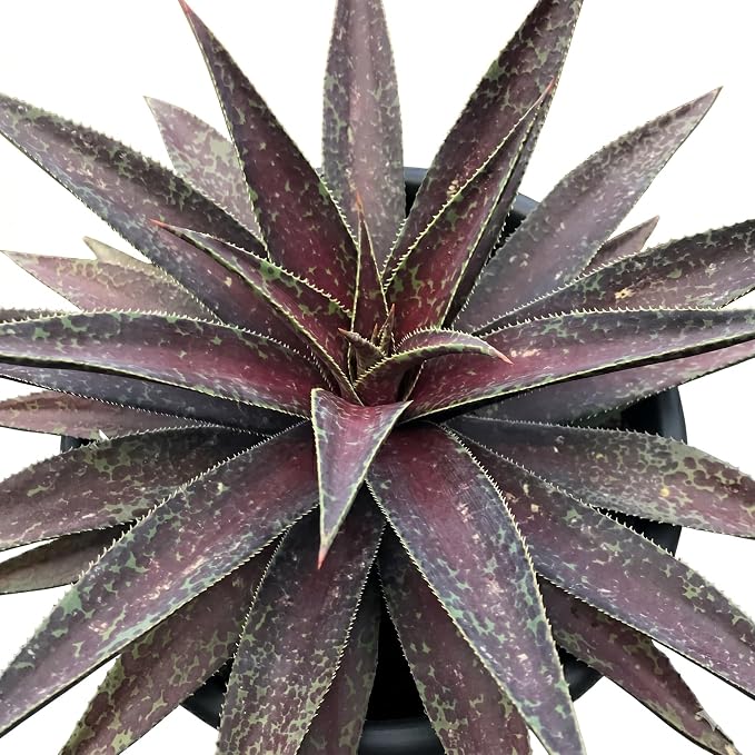 Mangave 'Blazing Saddles' (1.5" Plug) - Live Succulent Plant, Agave Like Rosette, Low Maintenance Indoor Outdoor Plant for Home Garden Decor, Beginner-Friendly Live Plants