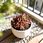 Live Succulent Plant – Echeveria Midnight Beauty with Mini Gardening Tools, Small Easy Care Live Houseplant for Indoor & Outdoor, Succulent Plant Care Kit