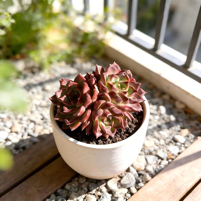 Live Succulent Plant – Echeveria Midnight Beauty with Mini Gardening Tools, Small Easy Care Live Houseplant for Indoor & Outdoor, Succulent Plant Care Kit
