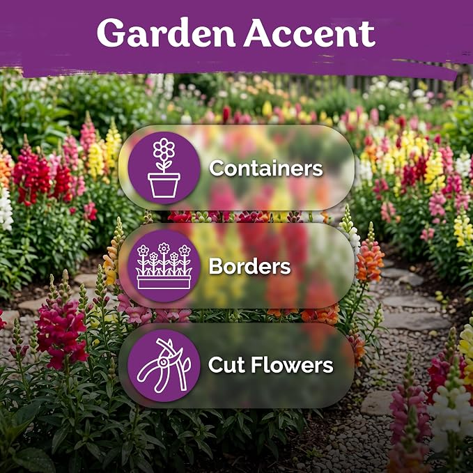 KVITER 2500 Maximum Mix Snapdragon Seeds (Antirrhinum Majus) - Snapdragon, Tall Colorful Dragon Flower, Non GMO Seed Packets - Flower Seeds for Outdoor Garden, Borders & Containers, Cut Flowers