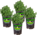 Bonnie Plants Catnip Live Herb Plants - 4 Pack, Pet Friendly, Grows Great In Containers, Fresh For Cats & Dries For Cat Sachets
