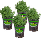 Bonnie Plants Catnip Live Herb Plants - 4 Pack, Pet Friendly, Grows Great In Containers, Fresh For Cats & Dries For Cat Sachets