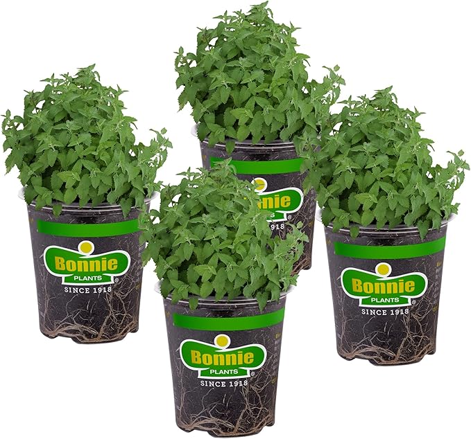 Bonnie Plants Catnip Live Herb Plants - 4 Pack, Pet Friendly, Grows Great In Containers, Fresh For Cats & Dries For Cat Sachets