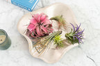 Tangerine Colorful Tillandsia Air Plants - Long Lasting Color Enhanced Live Tillandsia Succulent House Plants - Home and Garden Decor - Easy Care Indoor/Outdoor Plants (Argentea Thin, Single)