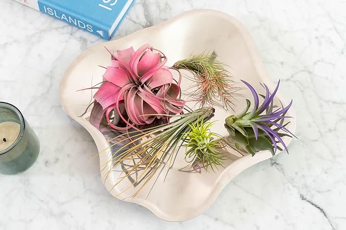 Teal Blue Colorful Tillandsia Air Plants - Long Lasting Color Enhanced Live Tillandsia Succulent House Plants - Home and Garden Decor - Easy Care Indoor and Outdoor (Argentea Thin, Pack of 3)