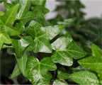 American Plant Exchange English Ivy – Live 4-Inch Potted Trailing Vine, Fast-Growing Air-Purifying Houseplant, Easy-Care Indoor & Outdoor Climbing Ivy for Hanging Baskets