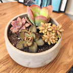 Live Succulents 4-Pack, Mini Plants Succulent Mix, Live Plants, Mini Succulents, House Plants, Live Succulent Plants, Outdoor & Indoor Plants for Event, Wedding, Kid Crafts