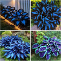 150+ Hostas Seed for Planting Outdoors-Rare Hostas Seeds Perennial Plants-Shaped Hosta Seeds Attract Pollinators Bonsai Decoration for Outdoor Garden