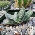 Planet Desert Gasteria Sakura Fuji Cacti Cactus Succulent Real Live Plant