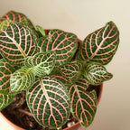 Fitonia Pink Live Plant for Indoor | Different Houseplants in 4'' & 6'' Pot | Real House Plant for Living Room, Office, Desk & Bathroom | [Common Plant Names]