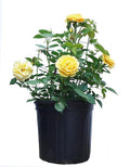 Rosa Julia Child (Floribunda Rose) Rose, yellow flowers, #3 - Size Container