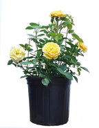 Rosa Julia Child (Floribunda Rose) Rose, yellow flowers, #3 - Size Container