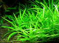 Bulk Dwarf Chain Sword (Helanthium tenellum) Easy Live Aquarium Plants for Aquatic Freshwater Fish Tank (30)