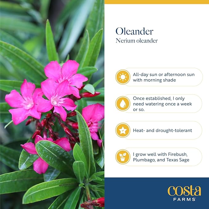 Costa Farms Oleander Live Plant, Bush with Beautiful Flowers in 10-Inch Plant Pot