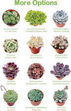 String of Pearls Live Succulent, 2 Inch Fully Rooted Potted Plant, Easy Care & Drought Tolerant, Trailing Indoor Houseplant for Home Decor