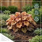 Live Heuchera Coral Bells 2-Pack – Peach Parfait – Shade Perennial Foliage Plant, 10” Tall, 1 Qt Pot