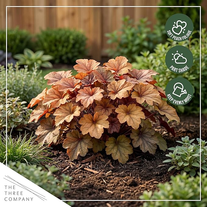 Live Heuchera Coral Bells 2-Pack – Peach Parfait – Shade Perennial Foliage Plant, 10” Tall, 1 Qt Pot