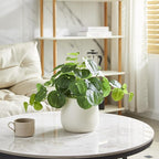 365 Blooming Decor Artificial Pilea Plant – Luxury Potted Money Plant in White Textured Pot with Real Pebbles, Premium Soft Plastic, Pet-Friendly, Realistic Look and Touch, No Assembly