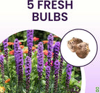 Purple Blazing Star - 5 Fresh Bulbs - Liatris Spicata Flower Bulb - Perennial Gayfeather Plant for Planting Outdoor - Perfect for Borders and Landscapes - Largest Size Corms