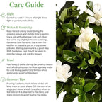 American Plant Exchange Mini Gardenia Vetchii Tree, Live 6-Inch Indoor Flowering Plant, Fragrant Houseplant for Home or Office, for Mother's Day & Year-Round Décor