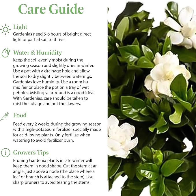 American Plant Exchange Mini Gardenia Vetchii Tree, Live 6-Inch Indoor Flowering Plant, Fragrant Houseplant for Home or Office, for Mother's Day & Year-Round Décor