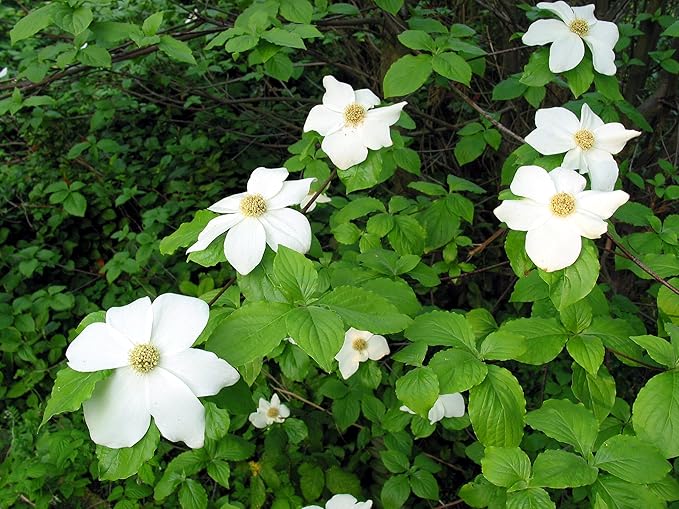 Pacific Dogwood | Tree Seed Grow Kit | The Jonsteen Company