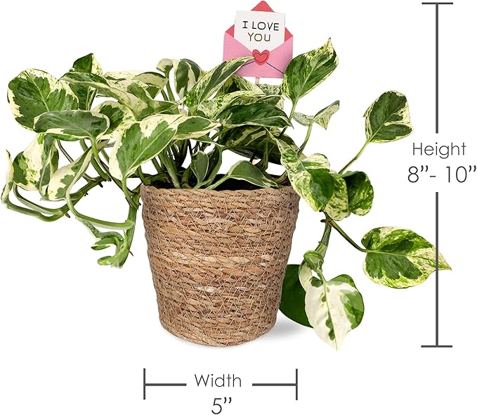 Green Circle Growers 5" Pothos Plant – Love You Edition in Seagrass Basket Pot, Live Indoor Houseplant