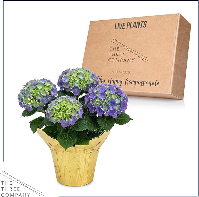 Live Flowering Hydrangea - Shades of Blue, 5+ Beautiful Blooms, 1.5 Qt Pot with Deco Cover, 12" Tall by 8" Wide
