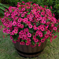 Lnoicy 20 Bundles Artificial Flowers for Outdoor Fake Plants for Spring Decoration,Faux Eucalyptus Flowers for Planter UV Resistant Lifelike for Home Porch Garden（Rose Red）