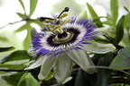 Seeds Passionflower Purple Beautiful Exotic Flower Perennial Outdoor Garden Cut Flowers for Planting Non GMO