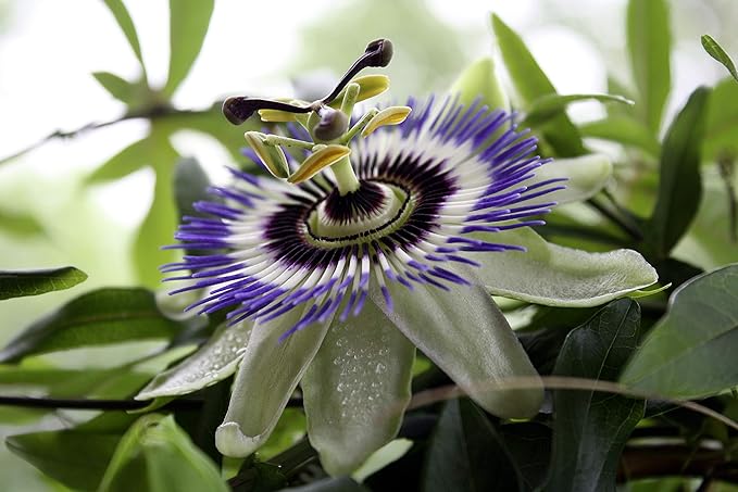 Seeds Passionflower Purple Vine Wild Apricot Maypop Indoor Exotic Perennial Flowers for Planting