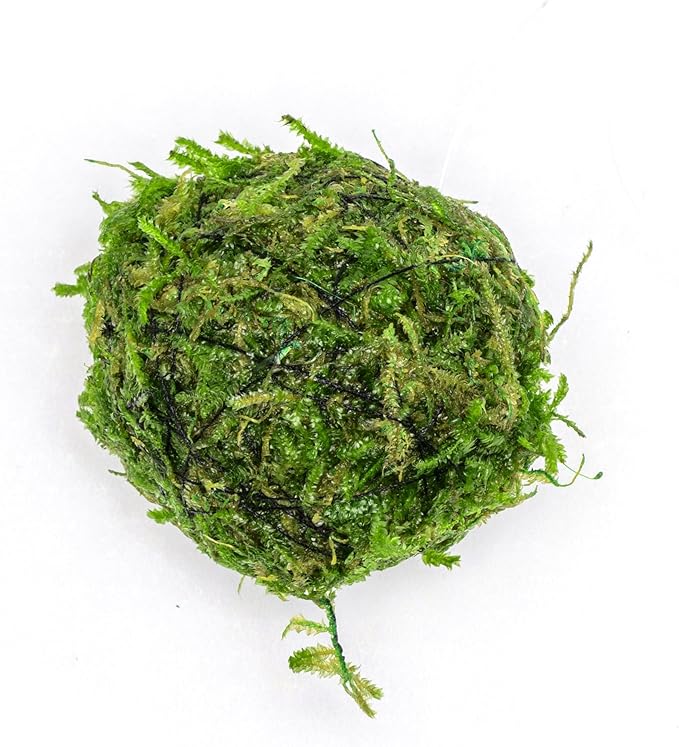 SubstrateSource Live Planted Decor - Christmas Moss Ball - Deep Green Freshwater Aquatic Plant, Low Light Aquarium Hardscape Accent for Aquascaping, Moderate Growth Rate - 1 Pack