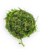 SubstrateSource Live Planted Decor - Christmas Moss Ball - Deep Green Freshwater Aquatic Plant, Low Light Aquarium Hardscape Accent for Aquascaping, Moderate Growth Rate - 1 Pack