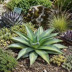 Mangave 'Frosted Elegance' (1.5" Plug) - Live Succulent Plant, Rare Variegated Agave Hybrid, Low Maintenance Indoor Outdoor Plant for Home Garden Decor, Beginner-Friendly Live Plants