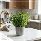 Live Aromatic and Edible Herb - Mint (4 Per Pack), Naturally Improves Breathing and Air Quality, 8" Tall by 4" Wide