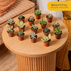 Costa Farms Mini Succulent Live Plants in Plastic Pots, Easy to Maintain Indoor Succulents, Houseplants for Home or Office Decor, Great House Warming or Party Favors, 2-3.5 Inches Tall, Pack of 25