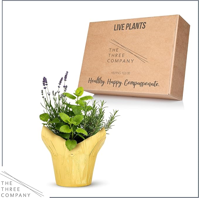 Live Aromatic and Healthy Herb Combo in Deco Cover - Sleep Aid, Combo Includes Lavender, Rosemary, and Lemon Balm, 12" Tall by 6" Wide in 1.25 Quart Pot