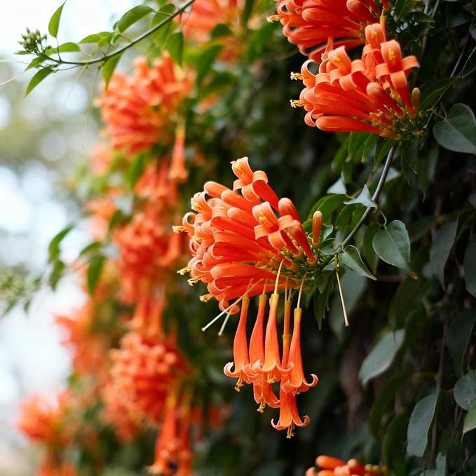 Flame Vine Plant Seeds, 100+ Climing Firecracker Vine Seeds Attracts Pollinators, Heirloom Pyrostegia Venusta Flower Seed for Garden Home Outdoor