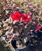 American Plant Exchange Hibiscus 'Red Hot' Plant – Live Flowering Bush, 10-Inch Pot, Tropical Variegated Red Blooms for Garden Beds, Patios, and Outdoor Landscapes