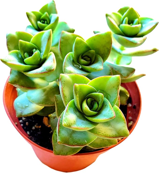 Crassula Perforata Ivory Towers, String of Buttons, Succulents Plants Live Fully Rooted House Plant for Home Decor Office Decoration, DIY Projects
