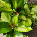 Hoya Australis 'Lisa' - Live Variegated Wax Plant | Easy Care, Fast Growing Houseplant | Perfect for Indoor Decor | CA Seller (3-4 Plants/Stems, 4.5" Pot)