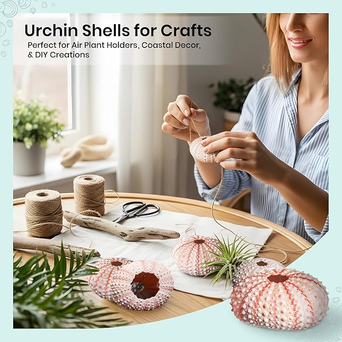 Nautical Crush Trading Sea Urchins Shells for Air Plants - 5 Pink (1-2") Sea Urchin Shells - Hanging Air Plant Holder - Air Plants Live Holders - No Plants Included