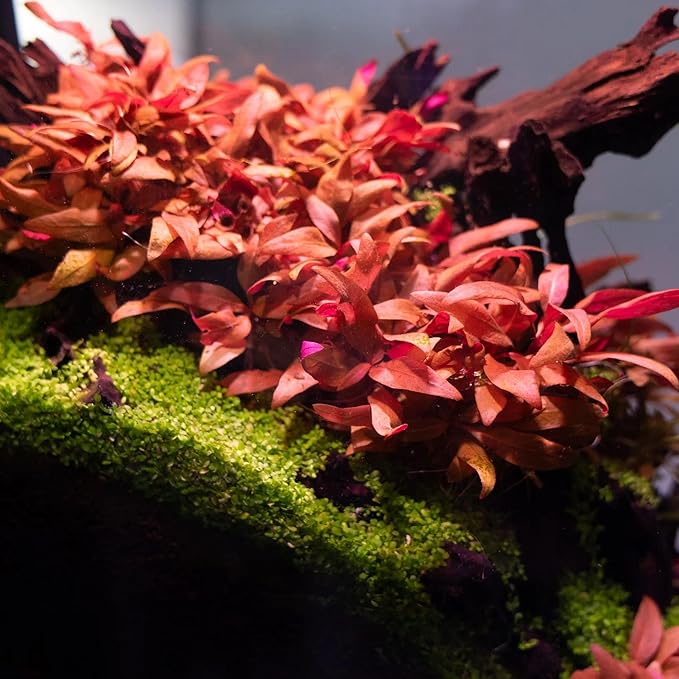 Ultum Nature Systems Mini Alternanthera Reineckii Red Stem Tissue Culture Live Plant for Aquarium, Aquascape, Freshwater Fish Tanks - 100% Snail Free in Vitro