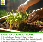 Todd's Seeds Wheatgrass Seeds; Hard Red Winter Wheat, Non-GMO, Chemical Free, High Germination (One Pound)