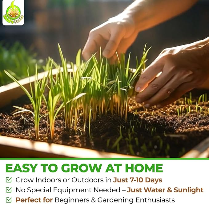 Todd's Seeds Wheatgrass Seeds; Hard Red Winter Wheat, Non-GMO, Chemical Free, High Germination (2 1/2 Pounds)